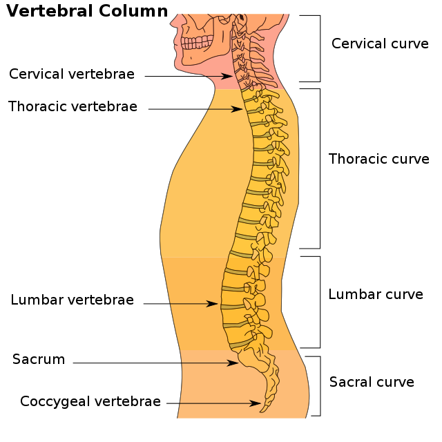 640px-illu_vertebral_column-svg_-9110090