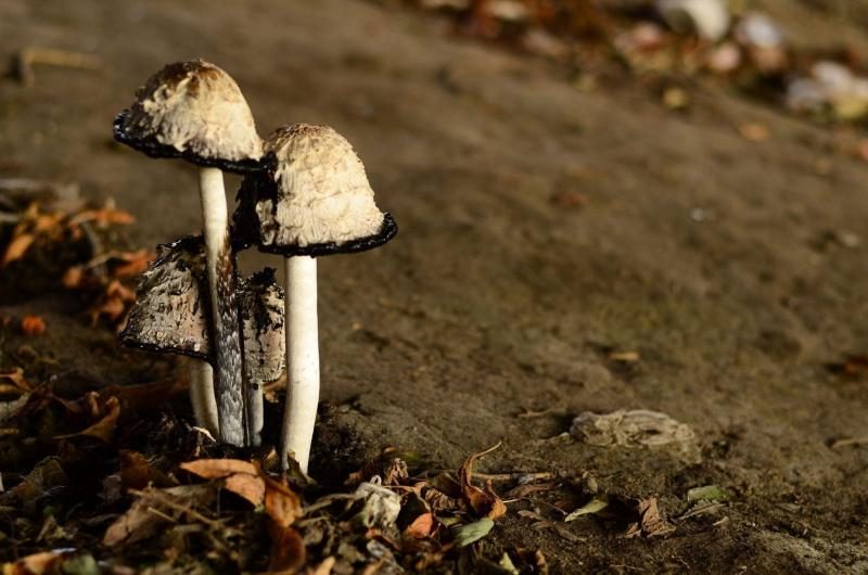 mushrooms-9119760