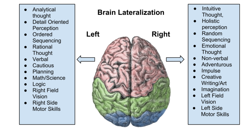 800px-brain_lateralization-1403598