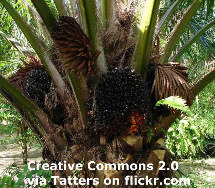 230921-palm-oil-palm-alt1-3794224