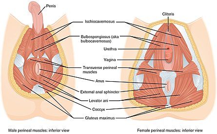 445px-1116_muscle_of_the_perineum-5099201