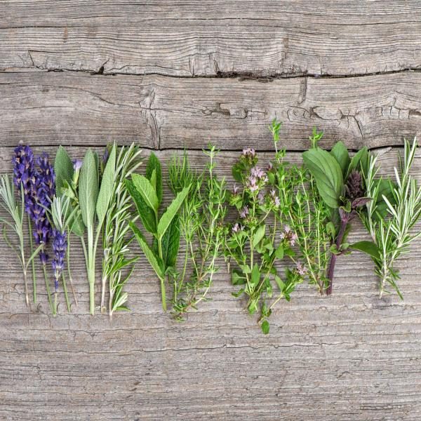 herbs-plants-gettyimages-88-8306243