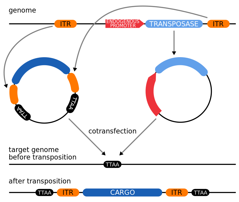 800px-transposon_2-plasmid-system-svg_-1424923