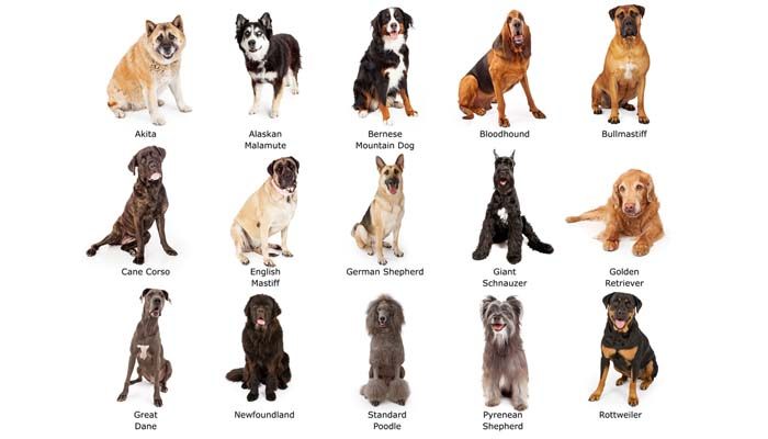 how-to-tell-what-breed-is-my-dog-8300663