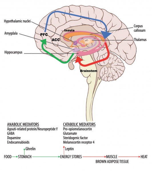 Comprender esta conexión entre memoria y apetito es crucial para desarrollar estrategias eficaces de lucha contra la obesidad. Al abordar los mecanismos neuronales subyacentes asociados con la alimentación inducida por la memoria, los investigadores esperan desarrollar intervenciones que puedan ayudar a las personas a elegir alimentos más sanos y liberarse del ciclo de comer en exceso.