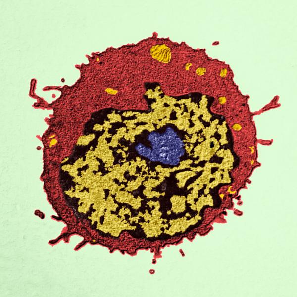 Mejor que los anticuerpos: los científicos han descubierto qué células protegen mejor contra los cóvidos