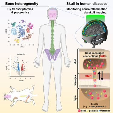 undefinedLos científicos han hecho recientemente un descubrimiento revolucionario que arroja nueva luz sobre las intrincadas conexiones entre los distintos sistemas del cuerpo femenino. Un equipo de investigadores de una destacada institución médica ha establecido un vínculo entre las células cerebrales y el tejido óseo femenino, poniendo de relieve la naturaleza compleja e interconectada de la biología humana. Los resultados de este estudio pueden revolucionar nuestra comprensión del funcionamiento del organismo y mejorar la salud de la mujer.