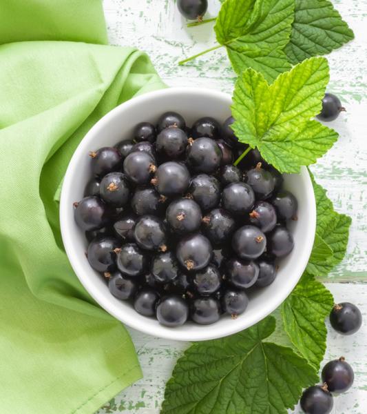 Recetas para preparar una deliciosa infusión de hojas de grosellero