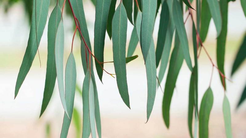 Desde el tratamiento de la tos hasta la ayuda en la vida cotidiana: para qué es útil el aceite de eucalipto
