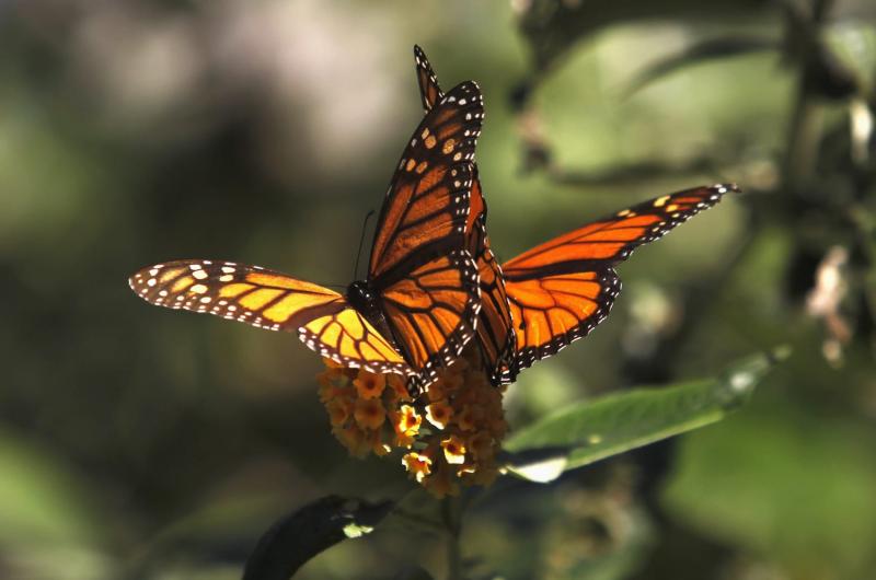 Mariposas en el estómago: qué hacer si sólo os une la química (y nada más)