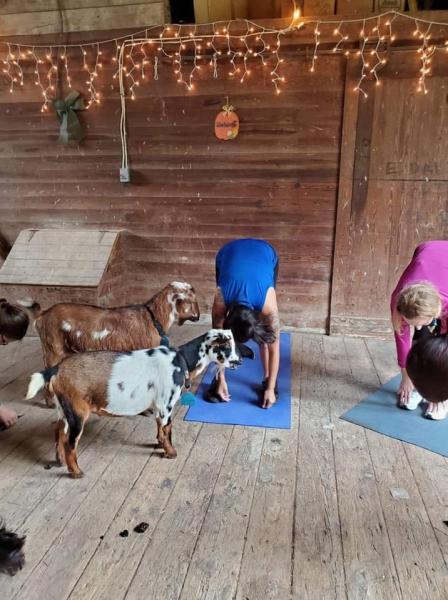 Yoga con cabras: lo que hay que saber sobre la tendencia de fitness popular entre las estrellas
