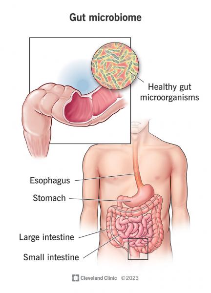 Si los intestinos son perezosos: un plan de acción