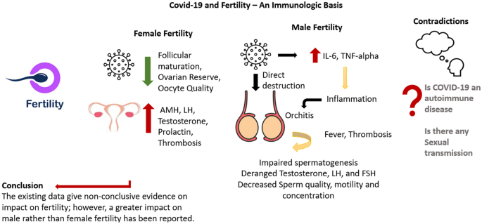 Resolución de la infertilidad masculina causada por Covid