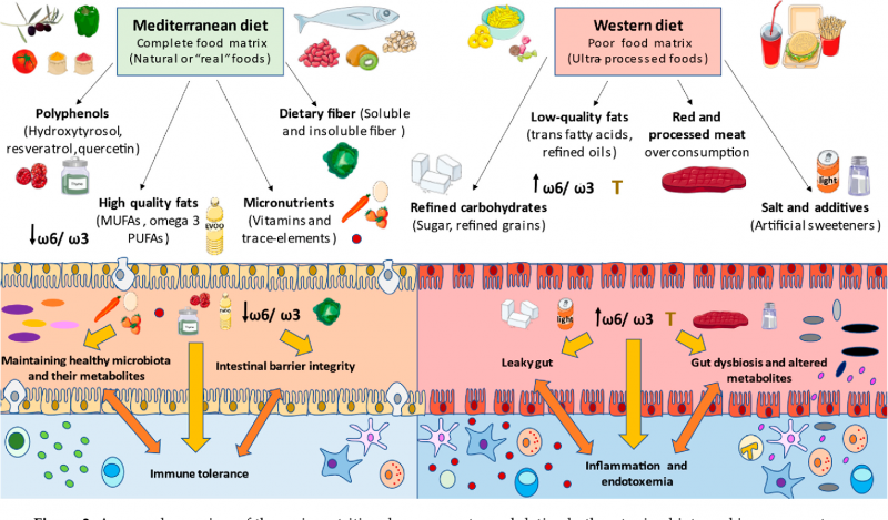 La dieta mediterránea se caracteriza por un elevado consumo de frutas, verduras, cereales integrales, legumbres y aceite de oliva, junto con un consumo moderado de pescado, aves de corral y productos lácteos. También es conocida por su bajo consumo de carne roja, alimentos procesados y azúcares añadidos. Este patrón dietético se basa en los hábitos alimentarios tradicionales de los países ribereños del Mediterráneo y se ha asociado a numerosos beneficios para la salud, como la reducción del riesgo de enfermedades cardiovasculares y la mejora de la longevidad.