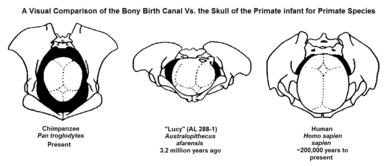 390px-a_visual_comparison_of_the_pelvis_and_bony_birth_canal_vs-_the_size_of_infant_skull_in_primate_species-2332790-7778178