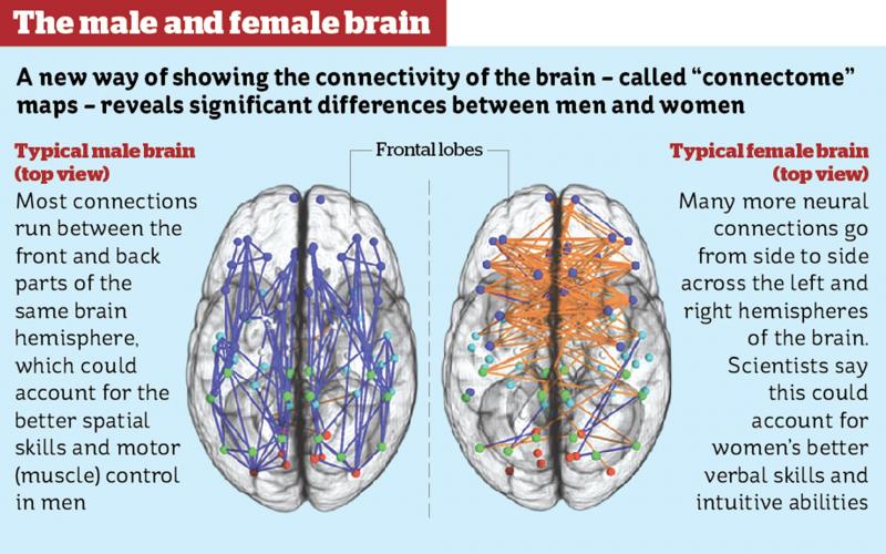 En lo que respecta al cerebro, ¿existe realmente un género masculino o femenino? 