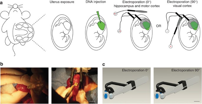 El proceso consiste en enviar pulsos eléctricos a la piel, que alteran momentáneamente la estructura de las membranas celulares. Esto permite una mejor absorción de sustancias clave, como ácido hialurónico, vitaminas y péptidos, en las capas más profundas de la piel.