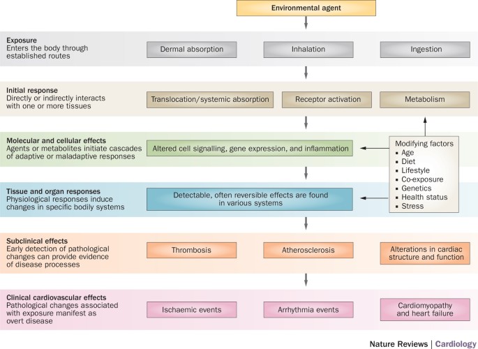 Los problemas cardiacos, incluidas las cardiopatías y los infartos, son una de las principales causas de muerte en todo el mundo. Durante décadas, los científicos han trabajado incansablemente para comprender las causas y los factores de riesgo asociados a estas afecciones. Ahora, un estudio pionero ha identificado un importante factor que puede ayudar a reducir el riesgo de problemas cardiacos.