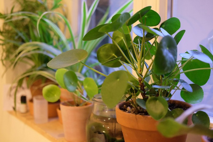 9 plantas en el alféizar de la ventana que prolongan la juventud