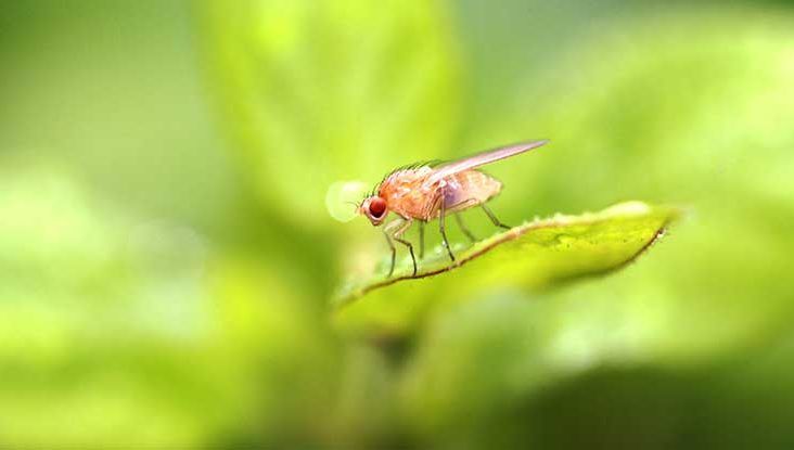 undefinedLas moscas volantes son pequeñas motas o hilos que parecen flotar en el campo visual. En realidad, son pequeños grumos de gel o células dentro del vítreo, la sustancia gelatinosa transparente que rellena el interior del ojo. Cuando la luz entra en el ojo, proyecta una sombra sobre la retina, creando la ilusión de las moscas volantes. Normalmente, las moscas volantes se mueven con el movimiento de los ojos y parecen alejarse cuando se intenta enfocarlas. 