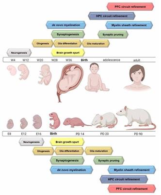 En conclusión, la adversidad tiene un efecto duradero en el cerebro humano, afectando a regiones clave implicadas en el aprendizaje, la memoria, la regulación de las emociones y la toma de decisiones. Reconocer el impacto de la adversidad en el cerebro puede ayudar a informar las intervenciones y los sistemas de apoyo para mitigar los efectos a largo plazo y promover la resiliencia en individuos que han experimentado adversidad.