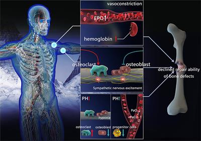 La tecnología que hay detrás de estos implantes consiste en una inteligente combinación de materiales diseñados para liberar los elementos beneficiosos gradualmente a lo largo del tiempo. Esta liberación controlada garantiza que los huesos reciban un suministro constante de nutrientes esenciales, maximizando su potencial de curación. Además, los implantes se elaboran cuidadosamente para imitar la estructura de los huesos naturales, favoreciendo la integración y reduciendo al mínimo las posibilidades de rechazo o fracaso del implante.