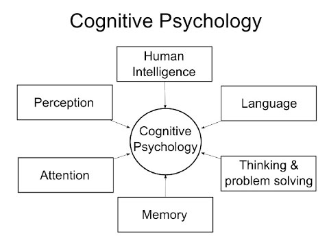El impacto de la psicología cognitiva