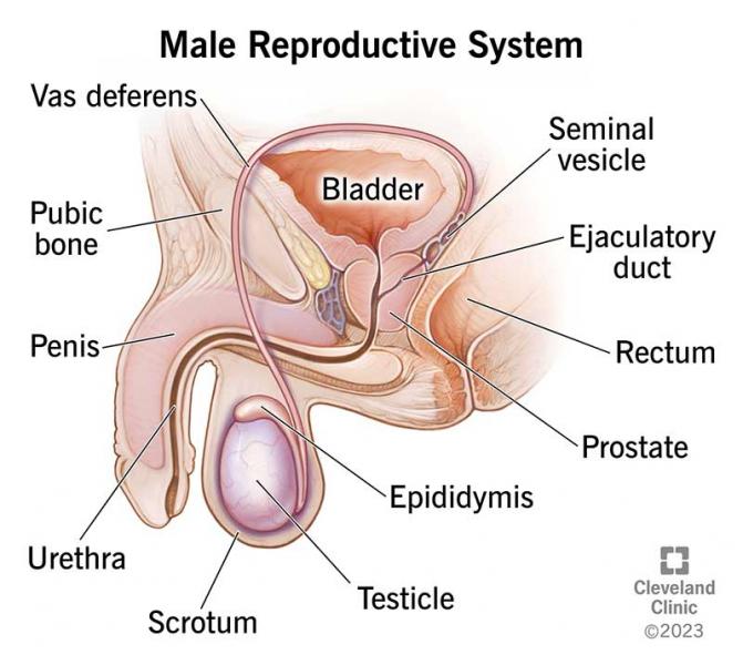 1. Procedimientos quirúrgicos