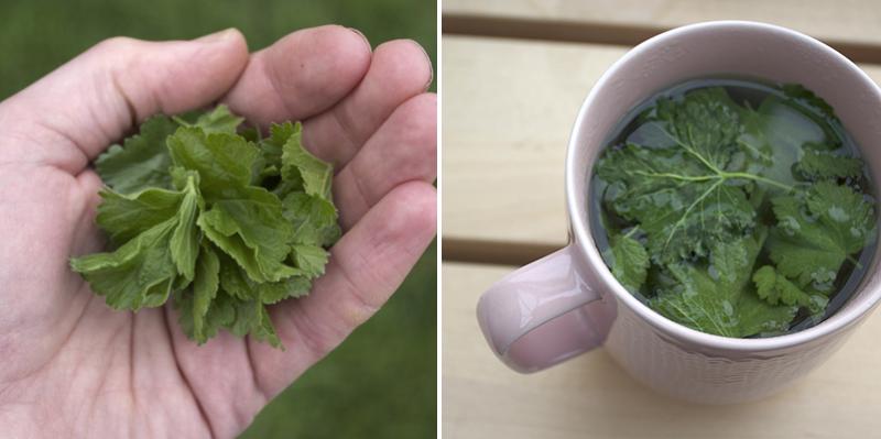 Cómo recolectar hojas de grosella para infusiones