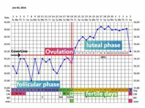 2. Reconocer los días en los que es más probable quedarse embarazada