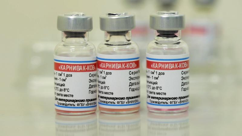 En Ufa también se vacuna a los animales contra el coronavirus