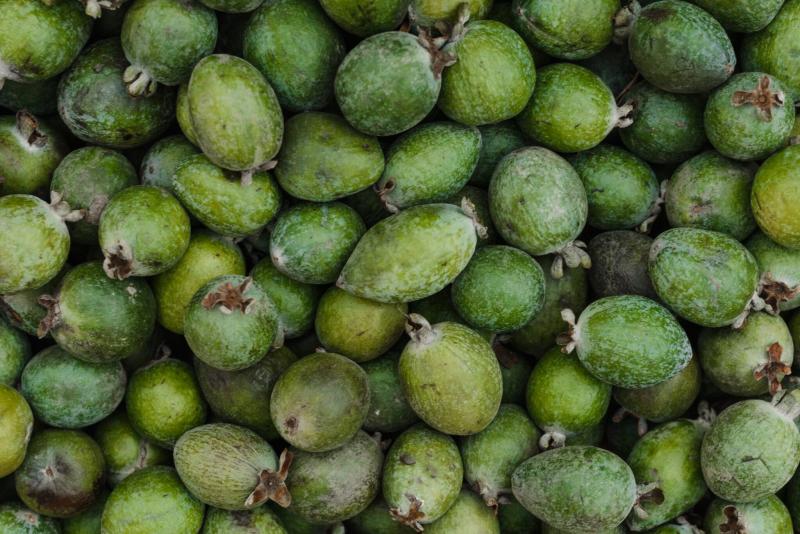 Bomba de vitaminas: cuál es la utilidad de la feijoa (11 propiedades importantes)