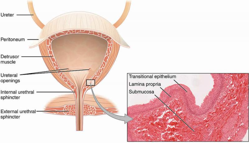 Ampollas, cistitis y prostatitis: cuáles son los riesgos de andar con dobladillos en invierno