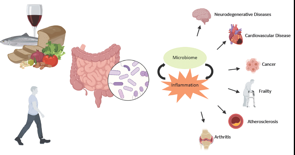 Se estudió el efecto de la dieta mediterránea en la microflora intestinal