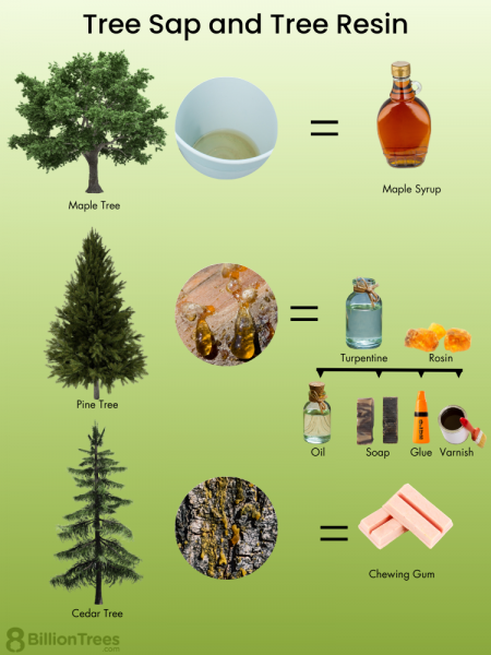 Cómo utilizar la oleorresina de cedro