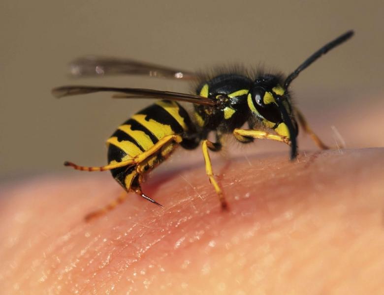 Cómo aliviar la hinchazón tras una picadura de abeja