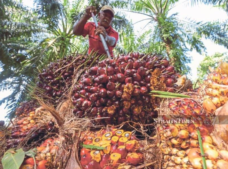 5. El aceite de palma es una fuente de ácidos grasos nocivos que elevan el colesterol