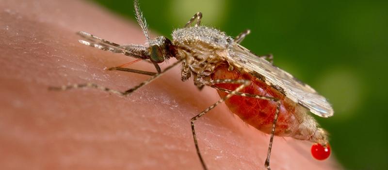 Del grupo sanguíneo al alcohol: 10 razones por las que los mosquitos te quieren tanto