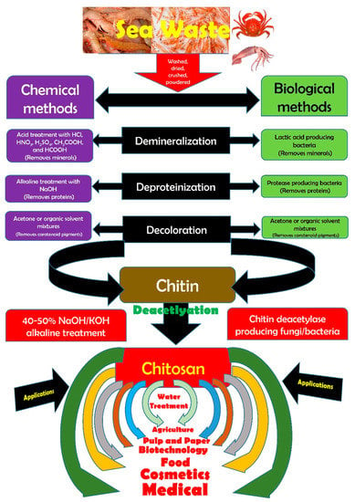 La obesidad se ha convertido en una epidemia mundial, con importantes repercusiones en la salud pública y la calidad de vida. La prevalencia de la obesidad sigue aumentando y la búsqueda de estrategias eficaces para combatir este problema se ha convertido en una prioridad absoluta. Un campo de investigación emergente es el papel potencial del consumo de quitina en la lucha contra la obesidad.