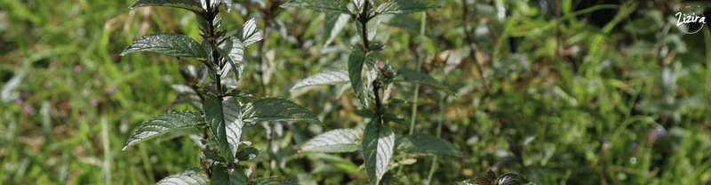 Plantas curativas: con qué se curaban nuestros antepasados