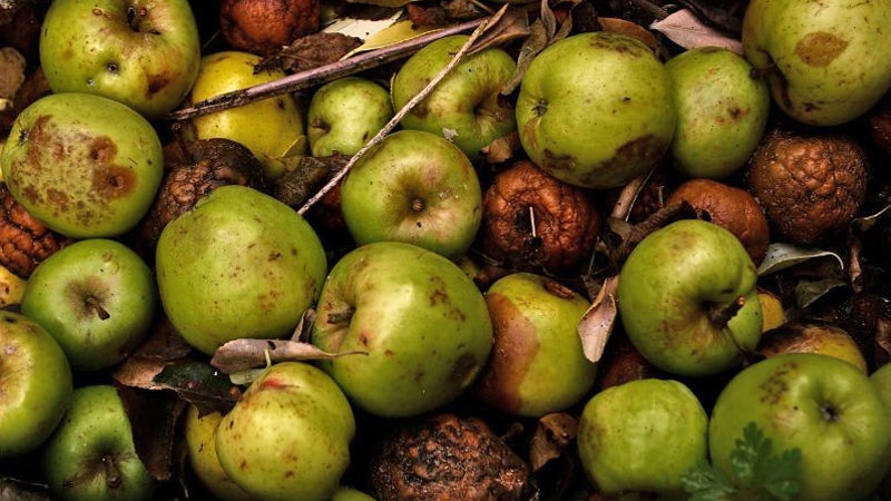 Las semillas contienen ácido almendroso.