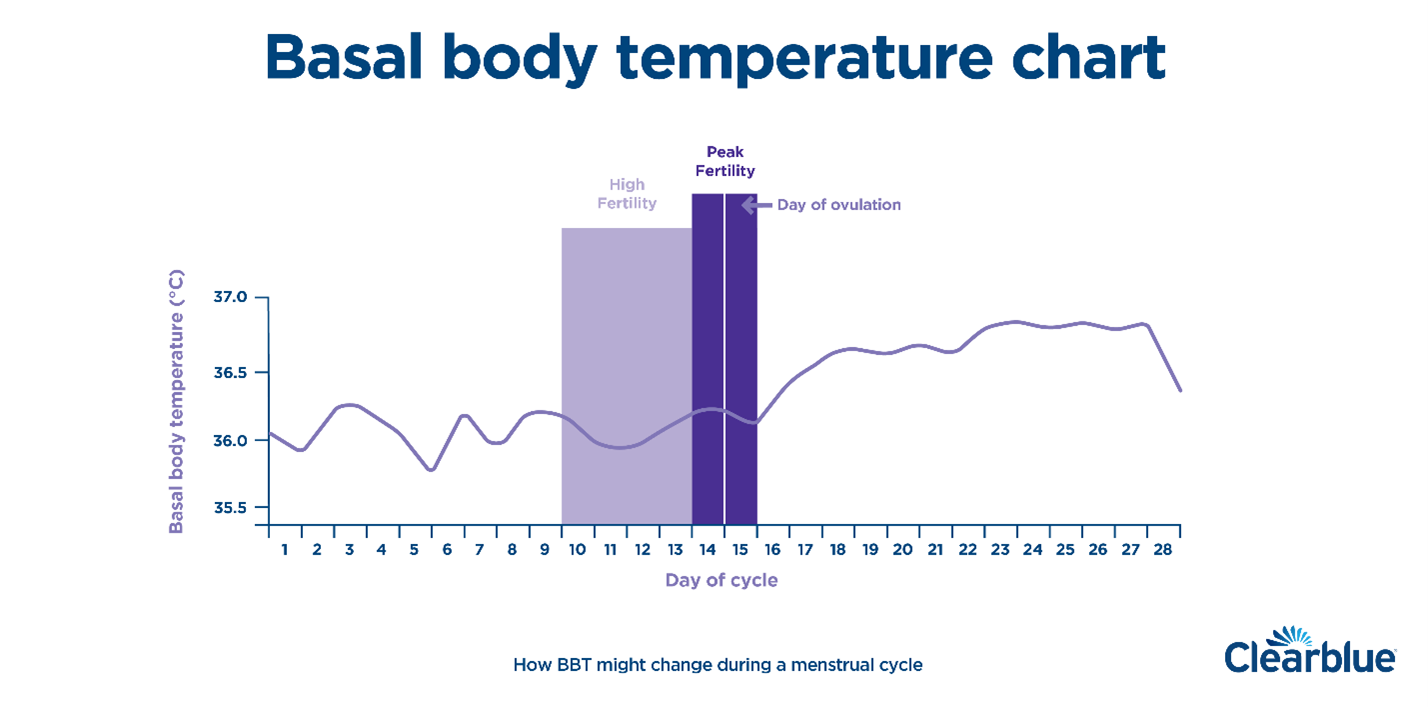 Momento: medir la temperatura basal para determinar la ovulación.