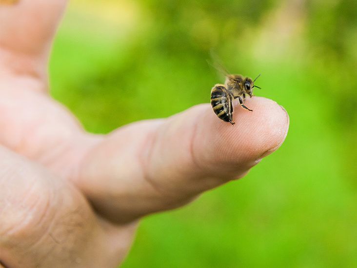 Qué hacer en caso de picadura de abeja o avispa