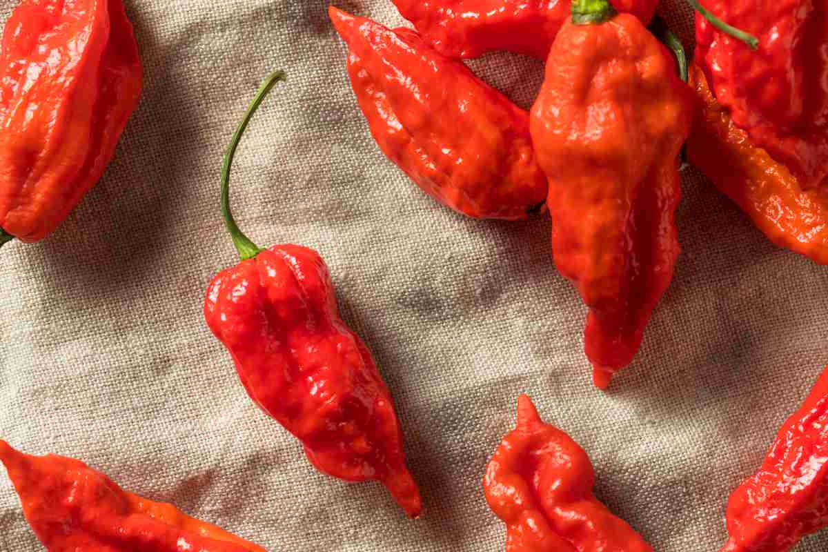 En qué se mide la pungencia de un pimiento