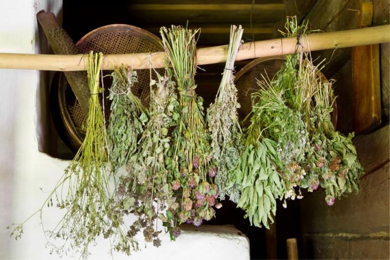 6 hierbas curativas que no deben faltar en tu botiquín