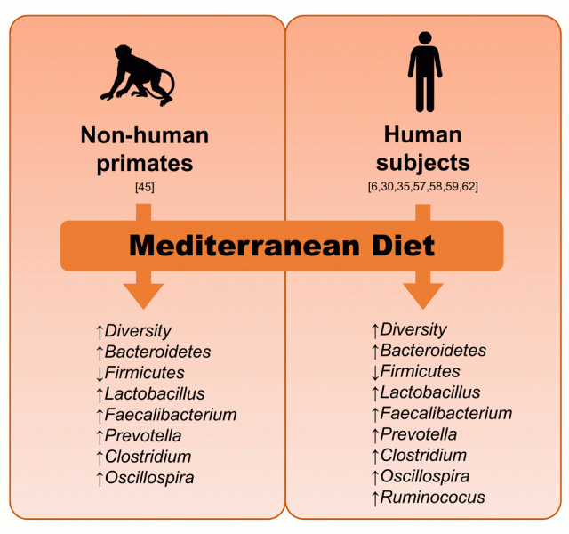 Además, la dieta mediterránea es rica en fibra dietética, que sirve como fuente de alimento para la microflora intestinal. La fibra no puede ser digerida por nuestras propias enzimas, pero puede ser fermentada por ciertas bacterias del intestino, produciendo ácidos grasos de cadena corta que han demostrado tener efectos antiinflamatorios y contribuir a un entorno intestinal saludable. Esto sugiere que la dieta mediterránea no sólo puede promover el crecimiento de bacterias beneficiosas, sino también crear un hábitat favorable para su supervivencia y actividad.