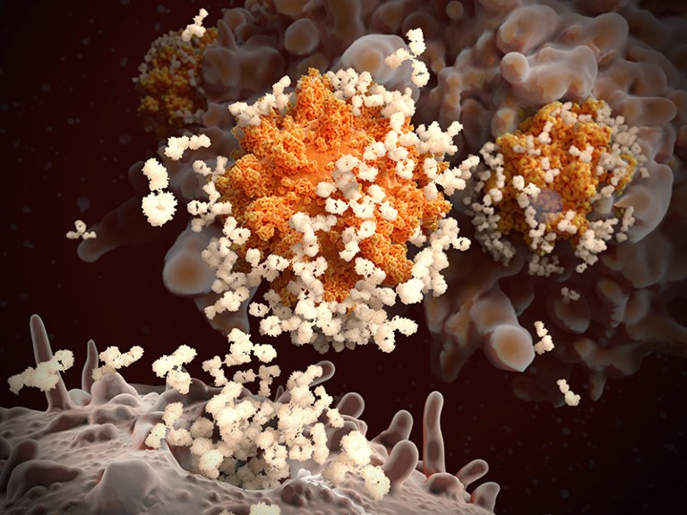 Los investigadores están estudiando los factores que contribuyen a la superinmunidad, incluido el papel de la exposición previa a coronavirus relacionados, como el resfriado común, en la potenciación de los mecanismos de defensa del organismo. Algunos estudios sugieren que los individuos que han estado infectados por otros coronavirus pueden poseer una mejor respuesta inmunitaria cuando se exponen al SARS-CoV-2, el virus responsable del Covid-19.