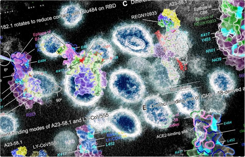 Los científicos han encontrado un anticuerpo universal contra todas las cepas de coronavirus.