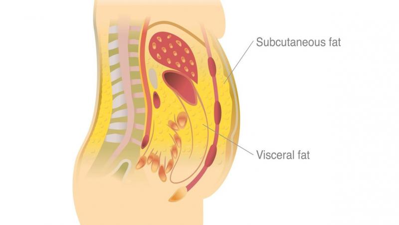 La norma de la grasa visceral en el cuerpo de las mujeres y los hombres: cómo determinar la cantidad en exceso