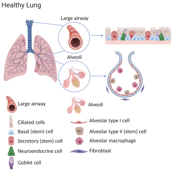 El enfoque experimental implica undefined[descripción de la técnica] , que estimula la producción de células madre pulmonares y desencadena su transformación en células pulmonares maduras. Este emocionante avance no sólo ofrece posibles tratamientos para enfermedades pulmonares, sino que también abre nuevas posibilidades para la medicina regenerativa en general. 